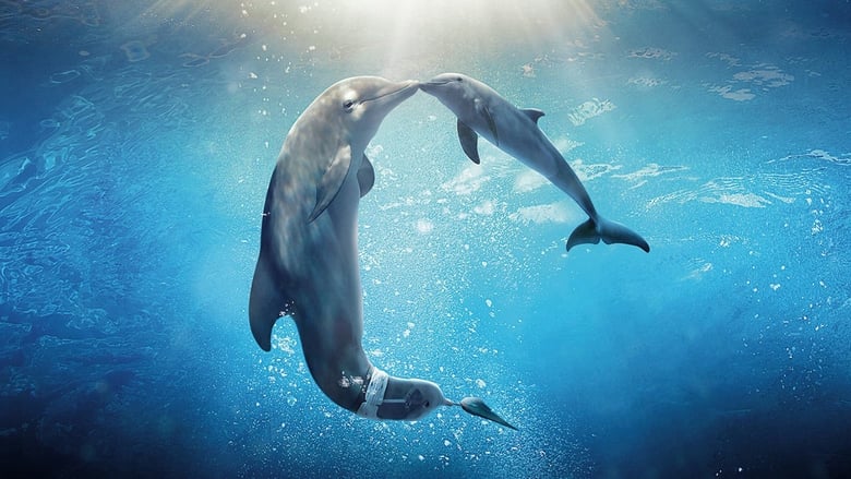 סיפורו של דולפין 2 / Dolphin Tale 2 לצפייה ישירה