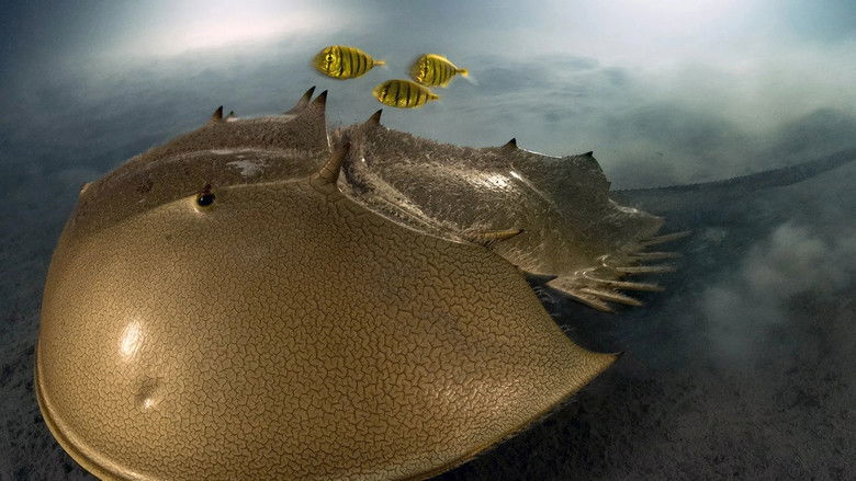 The horseshoe crab and the fascination of the abyss