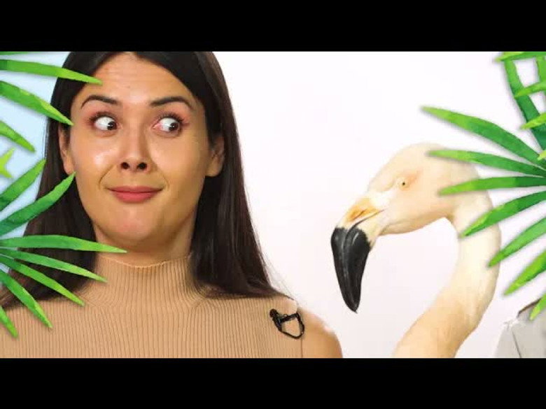 Patti Reviews Exotic Animals: Chilean Flamingo