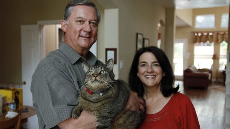 Flabby Tabby and Chunky Chihuahua