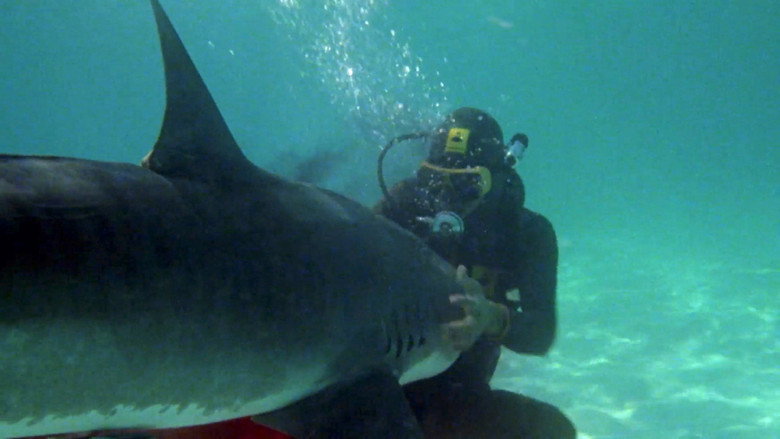 The Shark Hunter backdrop 5