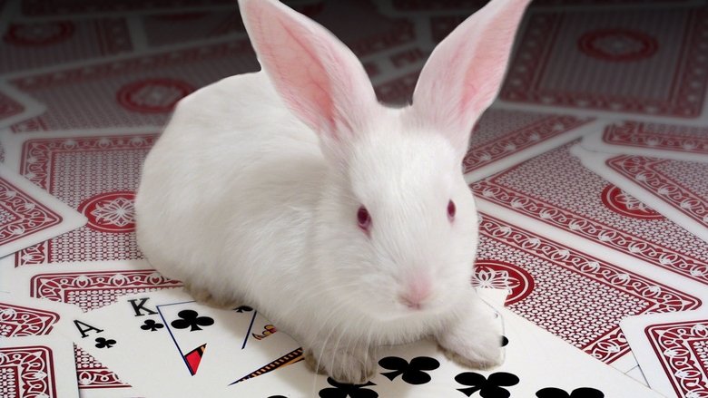 Stuff The White Rabbit