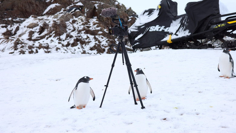 Antarctica backdrop 7
