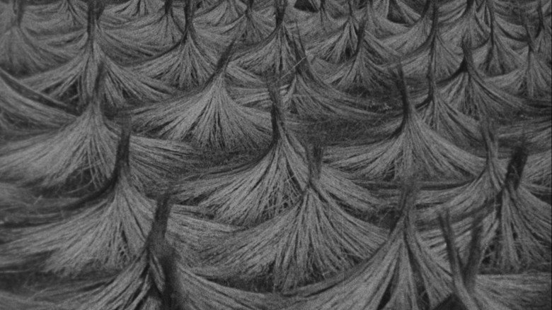 The Earth Sings backdrop 7