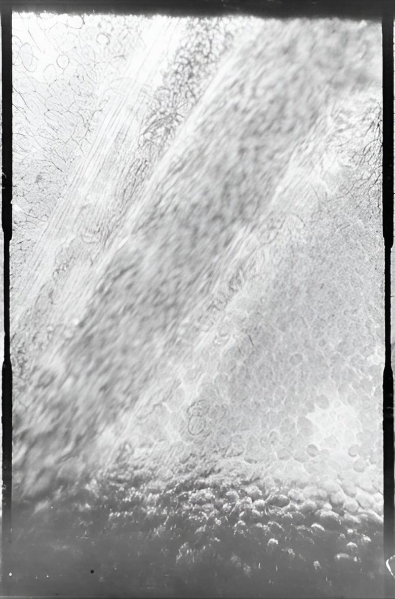 Déplacement des globules de sang dans un vaisseau capillaire