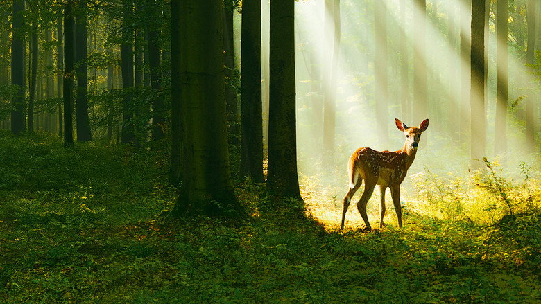 Bambi: A Tale of Life in the Woods backdrop 8