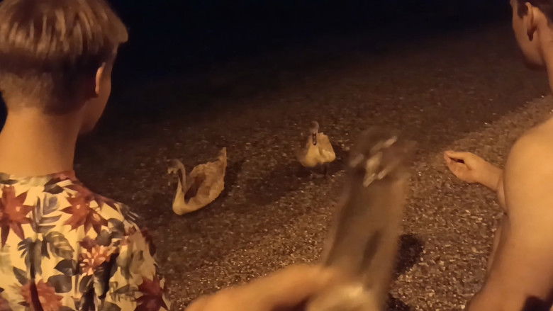 Von Schwänen und Menschen