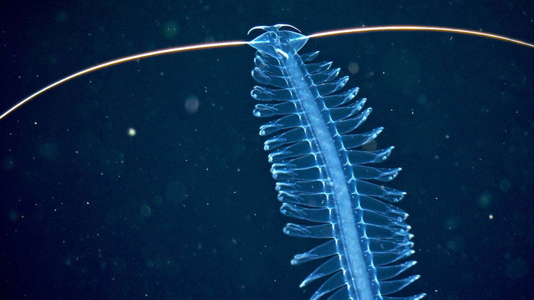 Deep sea exploration : the last frontiers on Earth backdrop 1