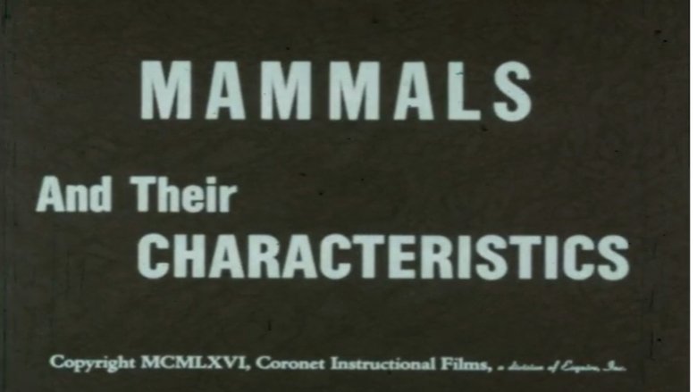 Mammals and Their Characteristics