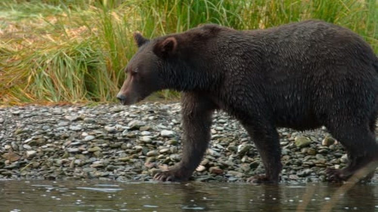 Fortress of Bears