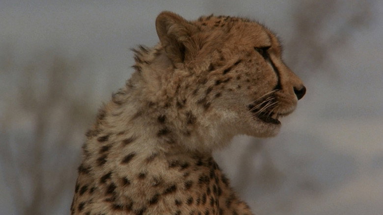 Cheetah backdrop 4