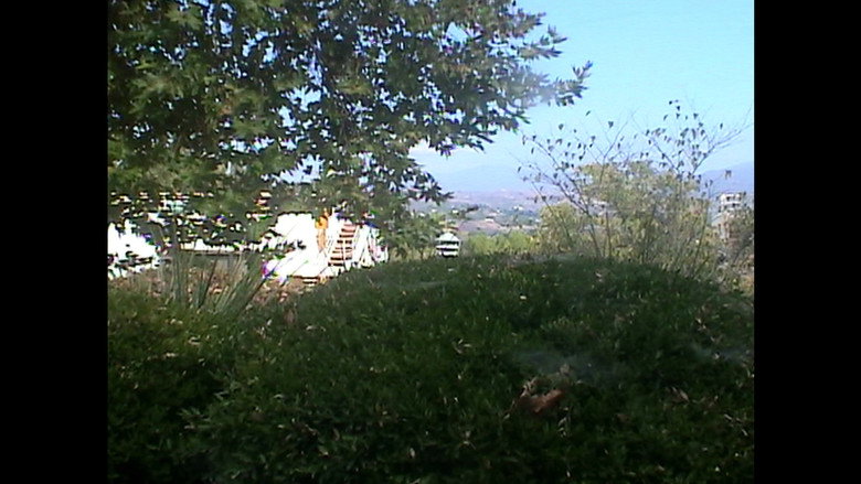 Swan backdrop 4