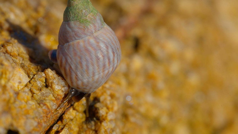 Shells: Shaped by Nature backdrop 4