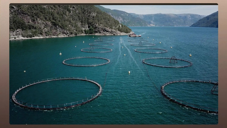 The Dark Underbelly of European Salmon