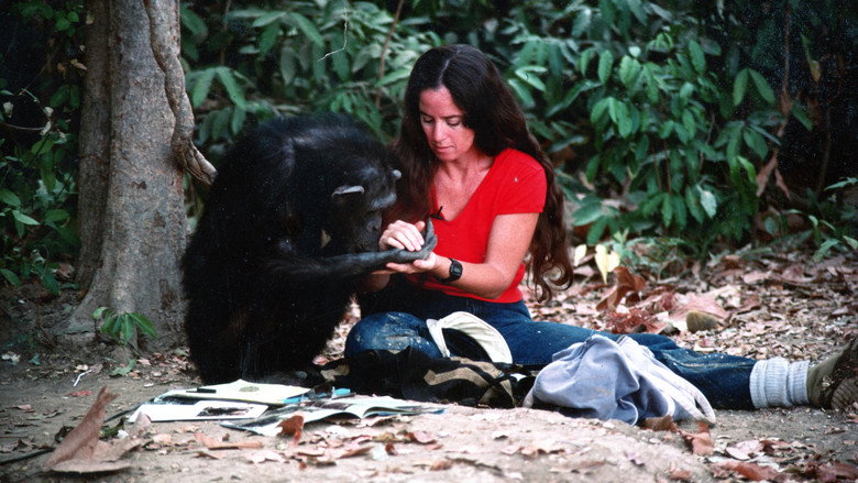 Lucy the Human Chimp backdrop 5