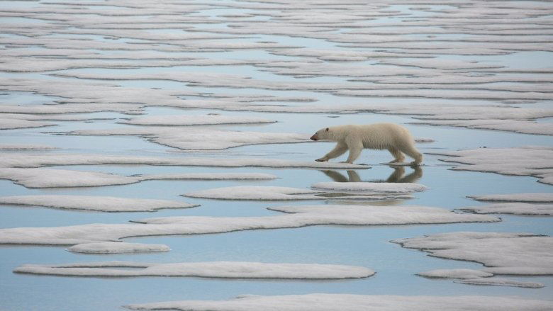 National Geographic : Le Royaume de l'ours polaire