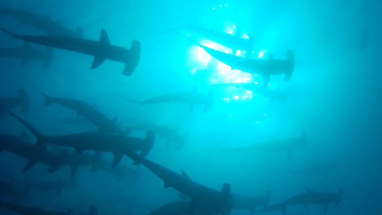 The Blue Planet backdrop 8