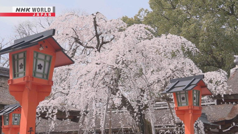 Tales of Sakura: Radiant Pink Blooms Reflect the Heart