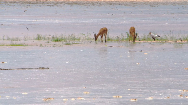 Africa River Wild backdrop 2