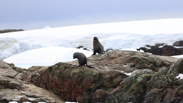 Antarctica backdrop 2