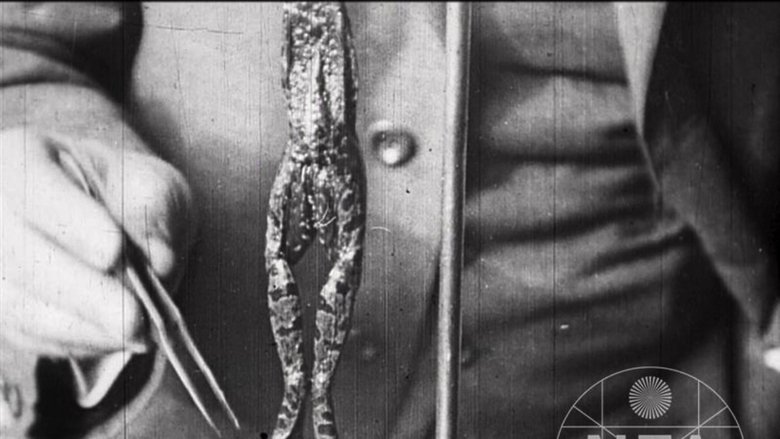 The Life of a Killed Frog