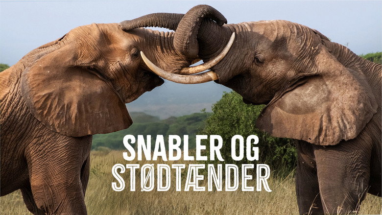Tusker: Brotherhood of Elephants backdrop 2