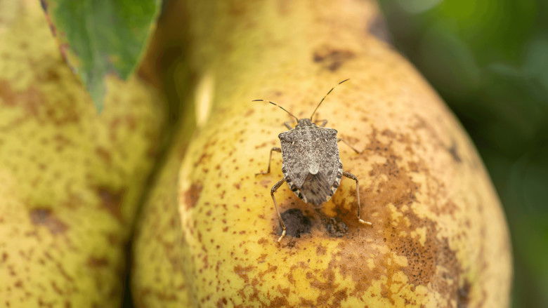 What if... genomics could protect New Zealand from invasive species?