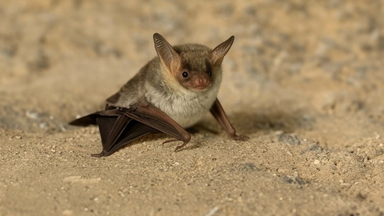 The Secret Life of Bats