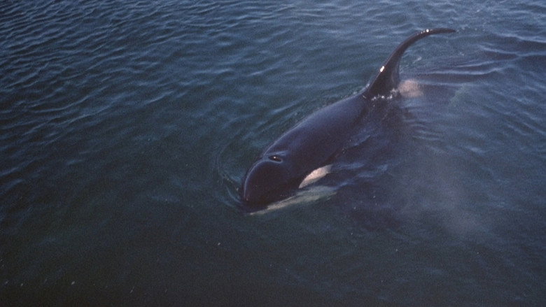 Namu, the Killer Whale backdrop 2