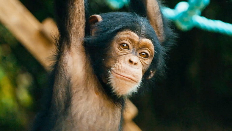 Baby Chimp Rescue backdrop 4