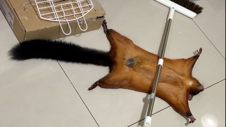 The Oscar-worthy flying squirrel