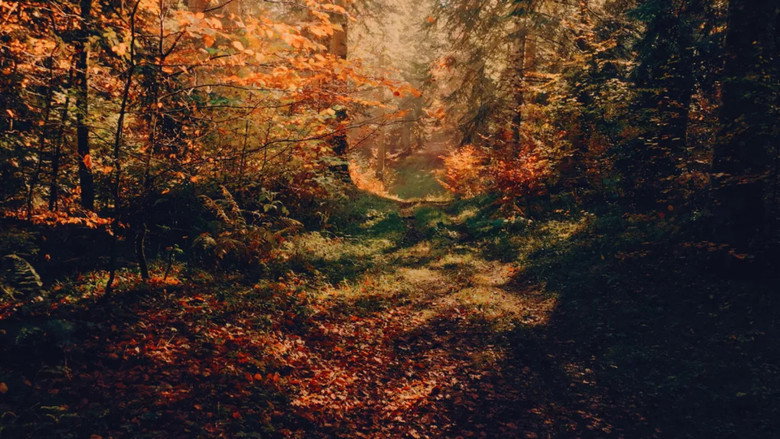 Voir l'automne, une saison en France backdrop 3