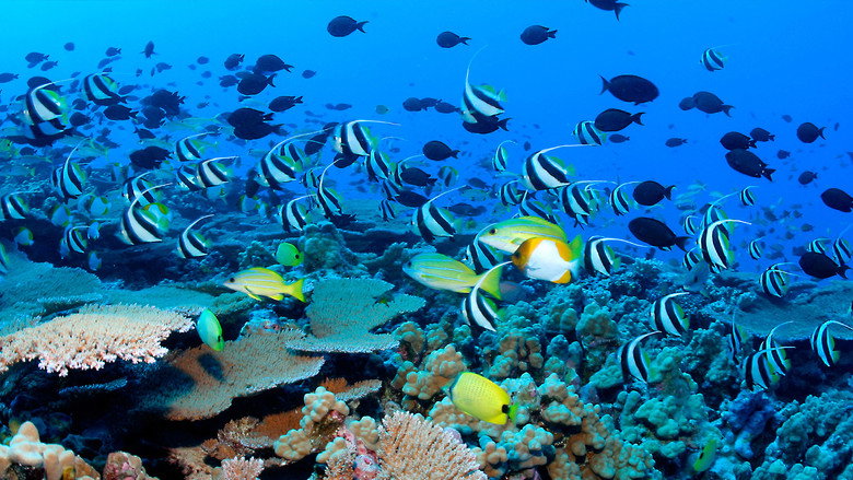 The Blue Planet backdrop 4