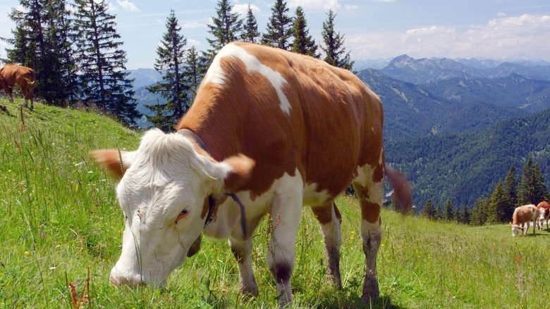 Der Bläuling und die neue Wildnis