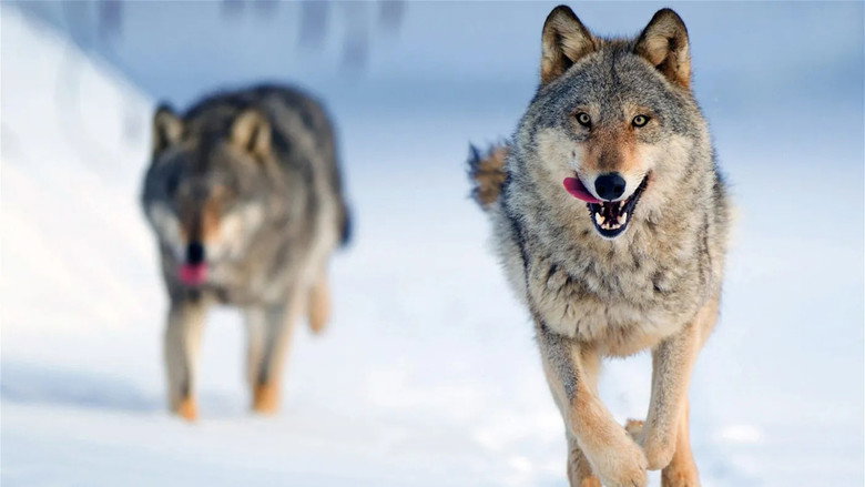 Wolf: Wanderer Without Borders backdrop 7