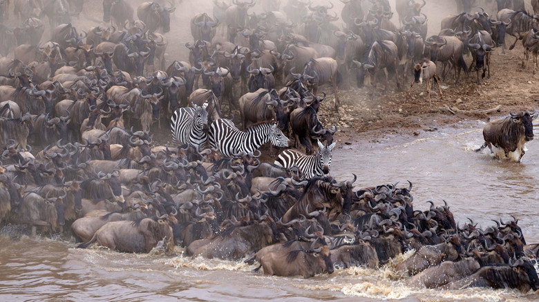 Incredible Animal Journeys backdrop 3