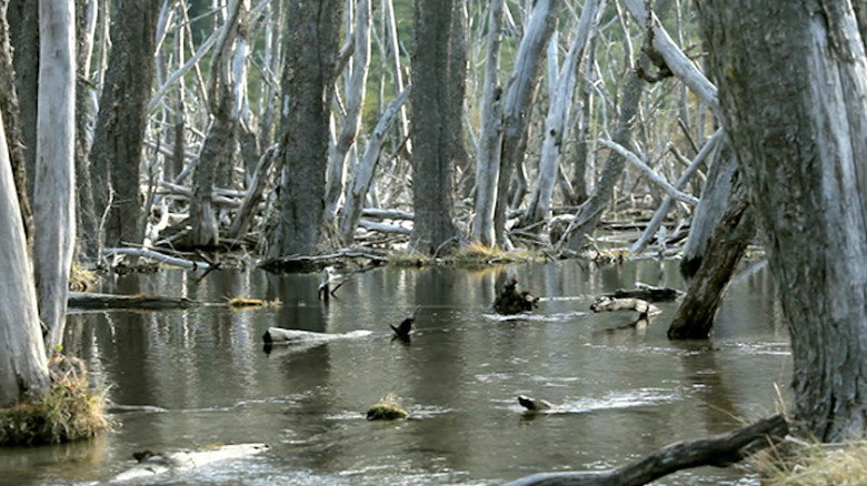 Beavers: Patagonia invaders backdrop 1