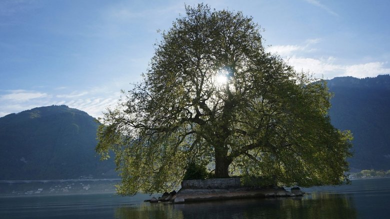 Tree Stories