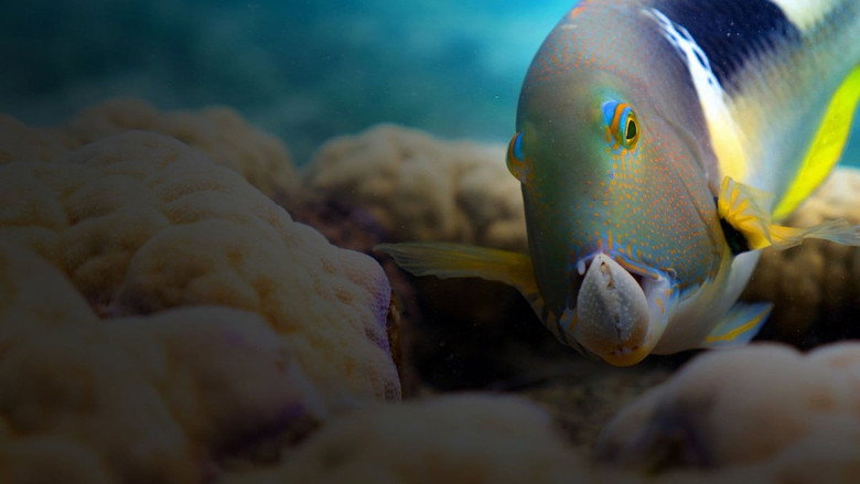 Blue Planet II backdrop 5