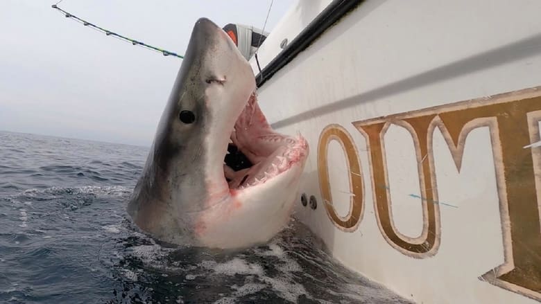 2021 great white After fatal