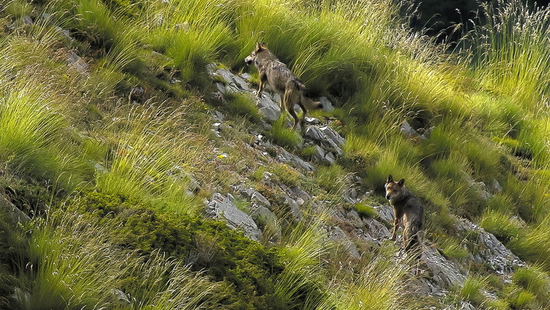 Wolf Walk backdrop 8