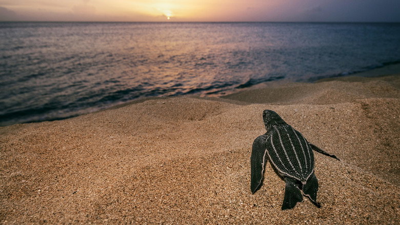 Sea of Hope: America's Underwater Treasures backdrop 3