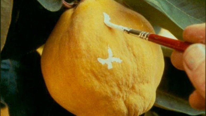 Dream of Light backdrop 7