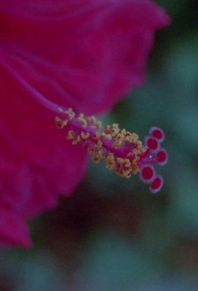 Can you spell the leaf?