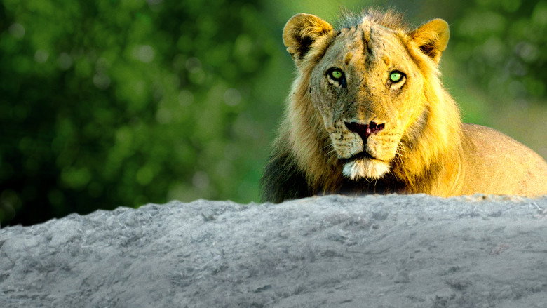 Africa's Hunters backdrop 9