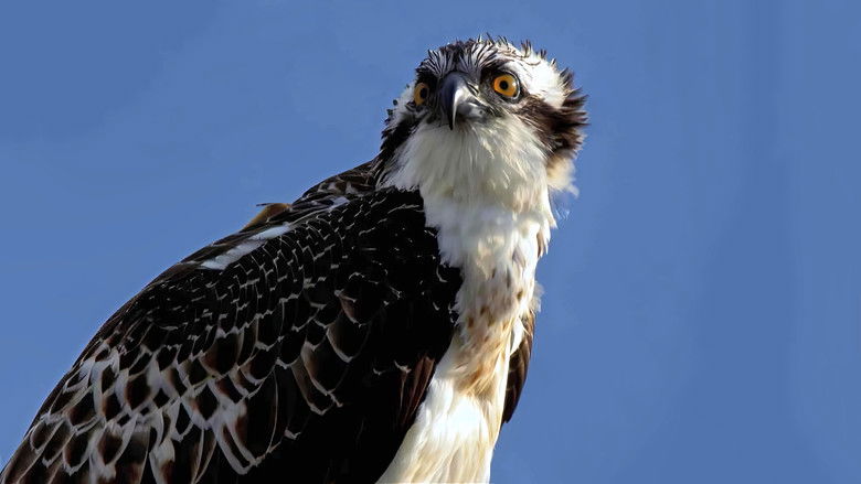 Wildlife Wanderers: From the Alps to the Sea