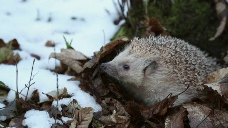 If I Were a Hedgehog