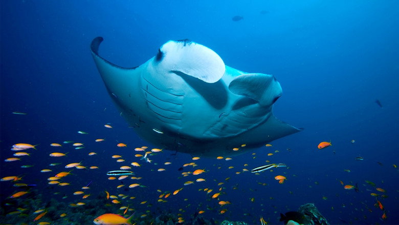 Blue Planet II backdrop 4