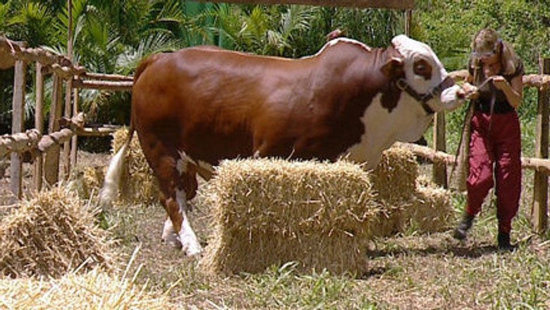 Bull in a China Shop