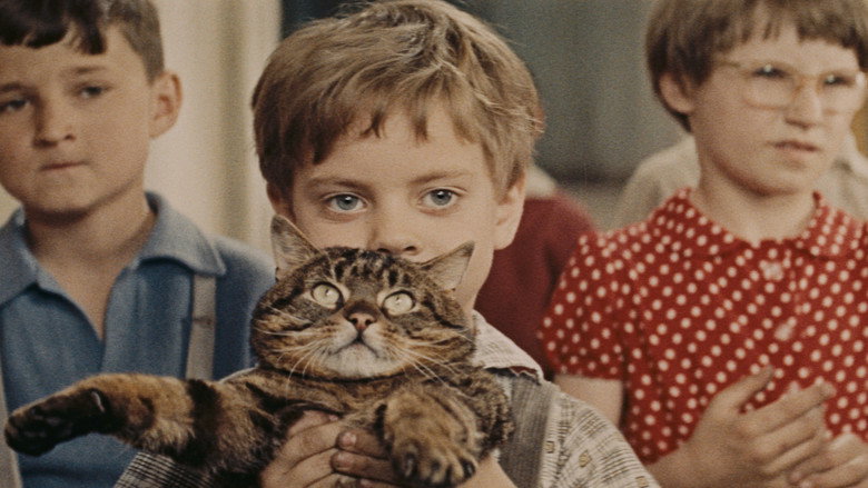 When the Cat Comes backdrop 2